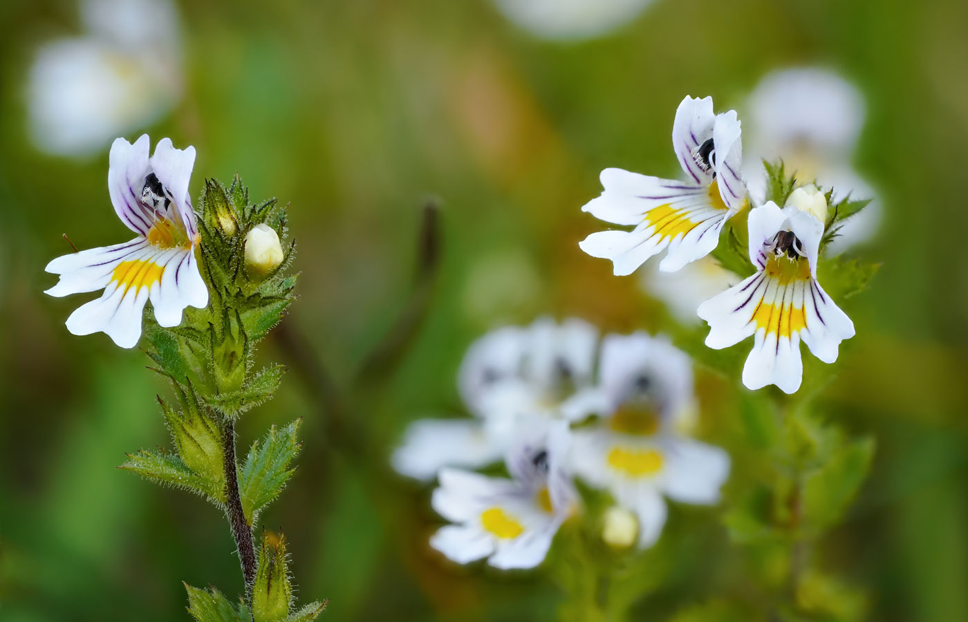 Organic Eyebright Herb: Benefits, History & Brewing Guide