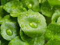 Gotu Kola Tea