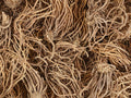 Close-up of dried valerian root with a brown color.