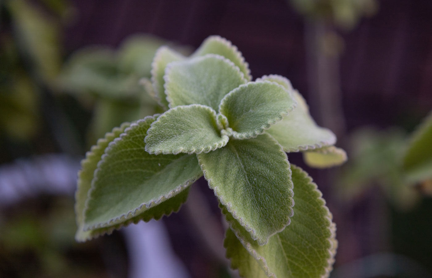 Organic Bilberry Leaf
