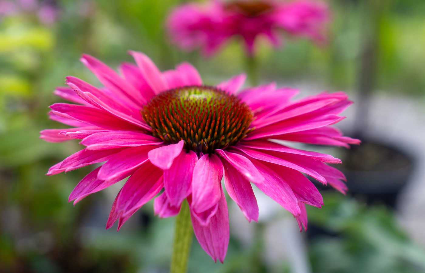 Organic Echinacea Purpurea