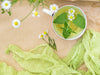 Energy & Metabolism Support