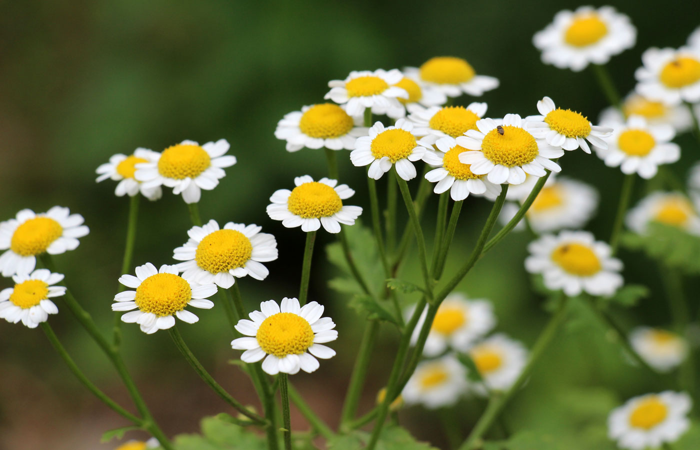 Organic Feverfew Herb