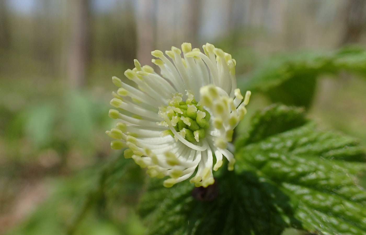 Organic Goldenseal Leaf