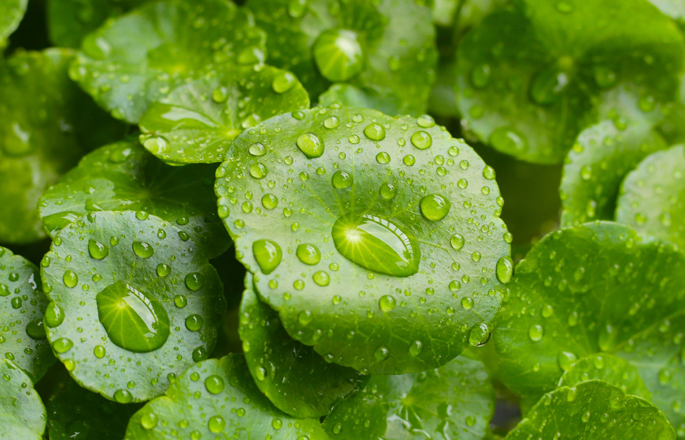 Organic Gotu Kola Herb