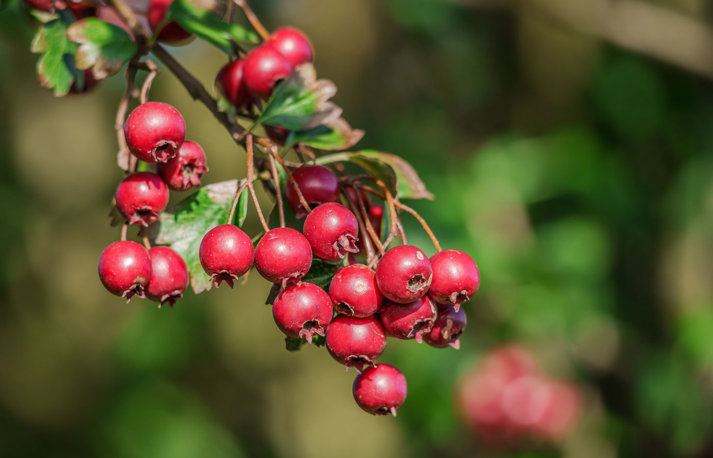 Hawthorn Leaf & Berry: Benefits, History & Brewing Guide