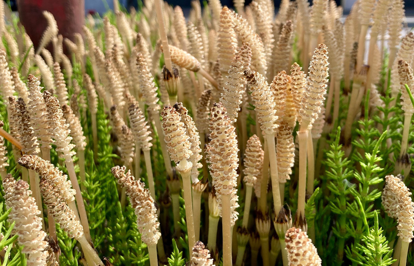 Organic Horsetail Herb