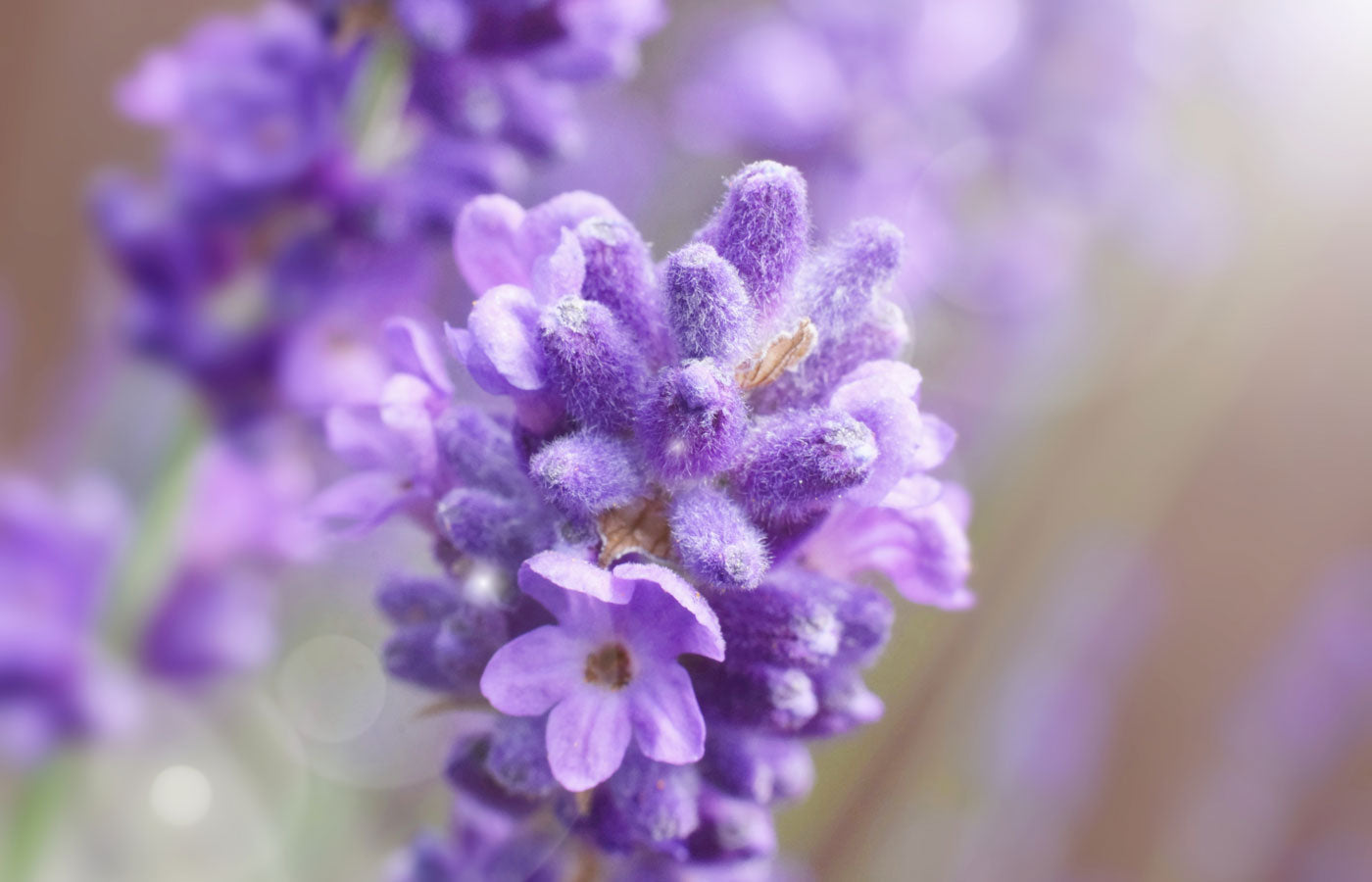 Organic Lavender Flower
