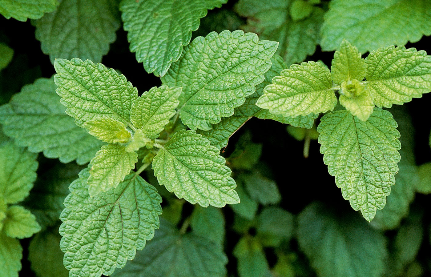Organic Lemon Balm Leaf