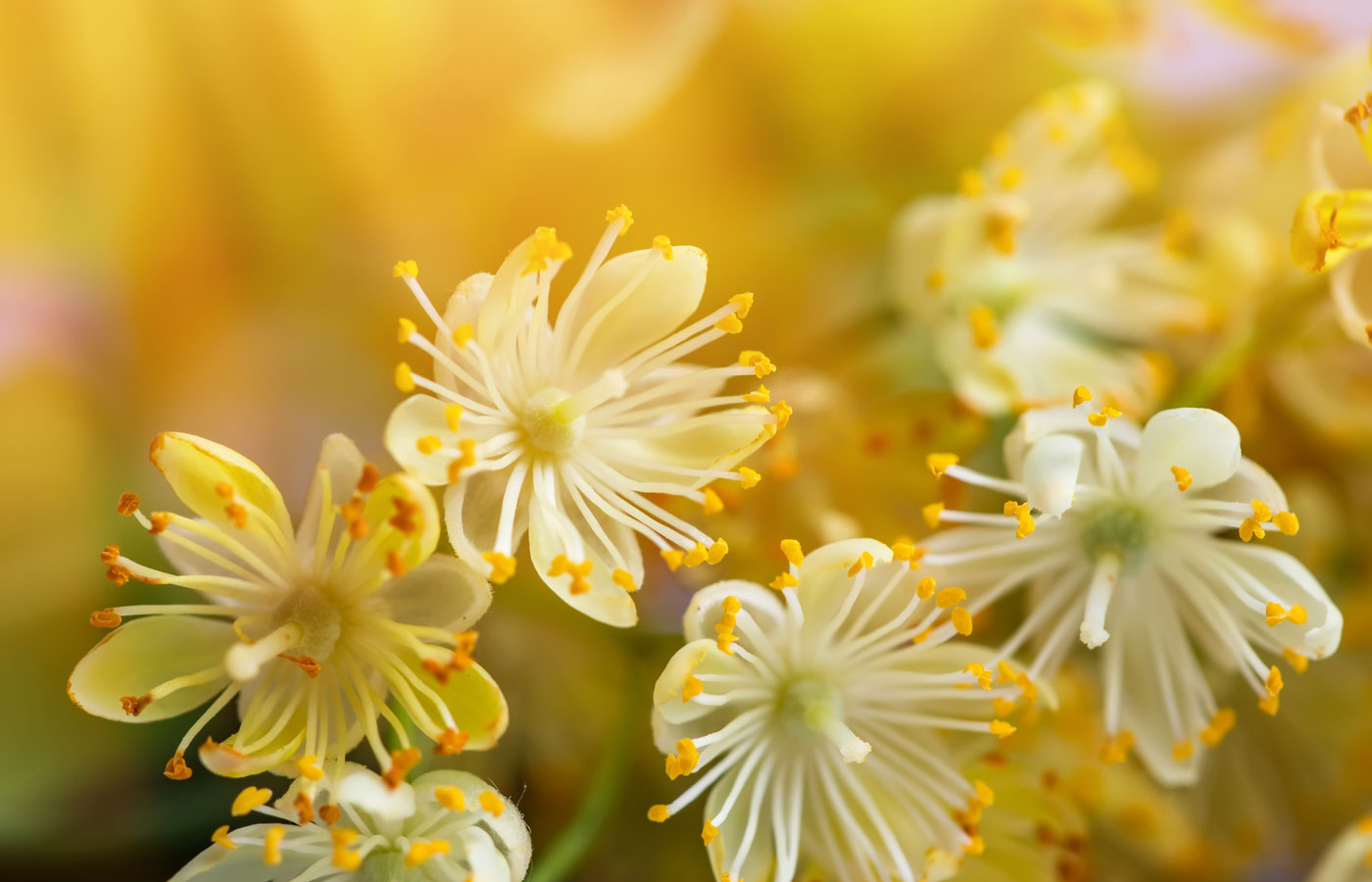 Organic Linden Leaf & Flower