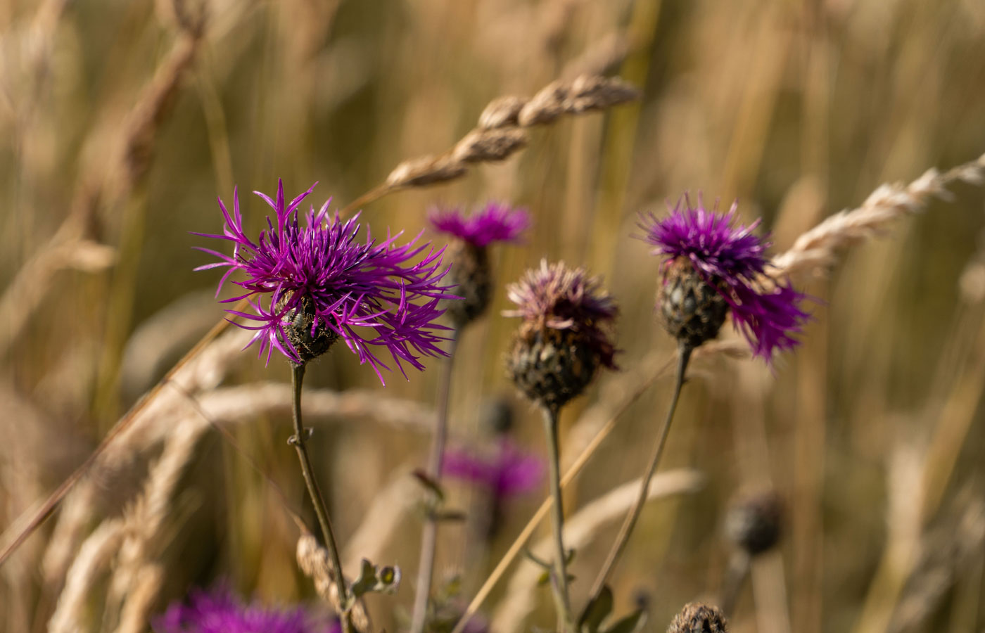Organic Milk Thistle Seed