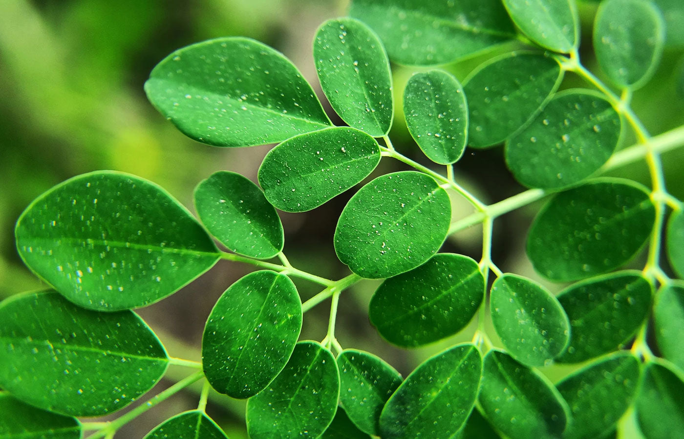 Organic Moringa Leaf