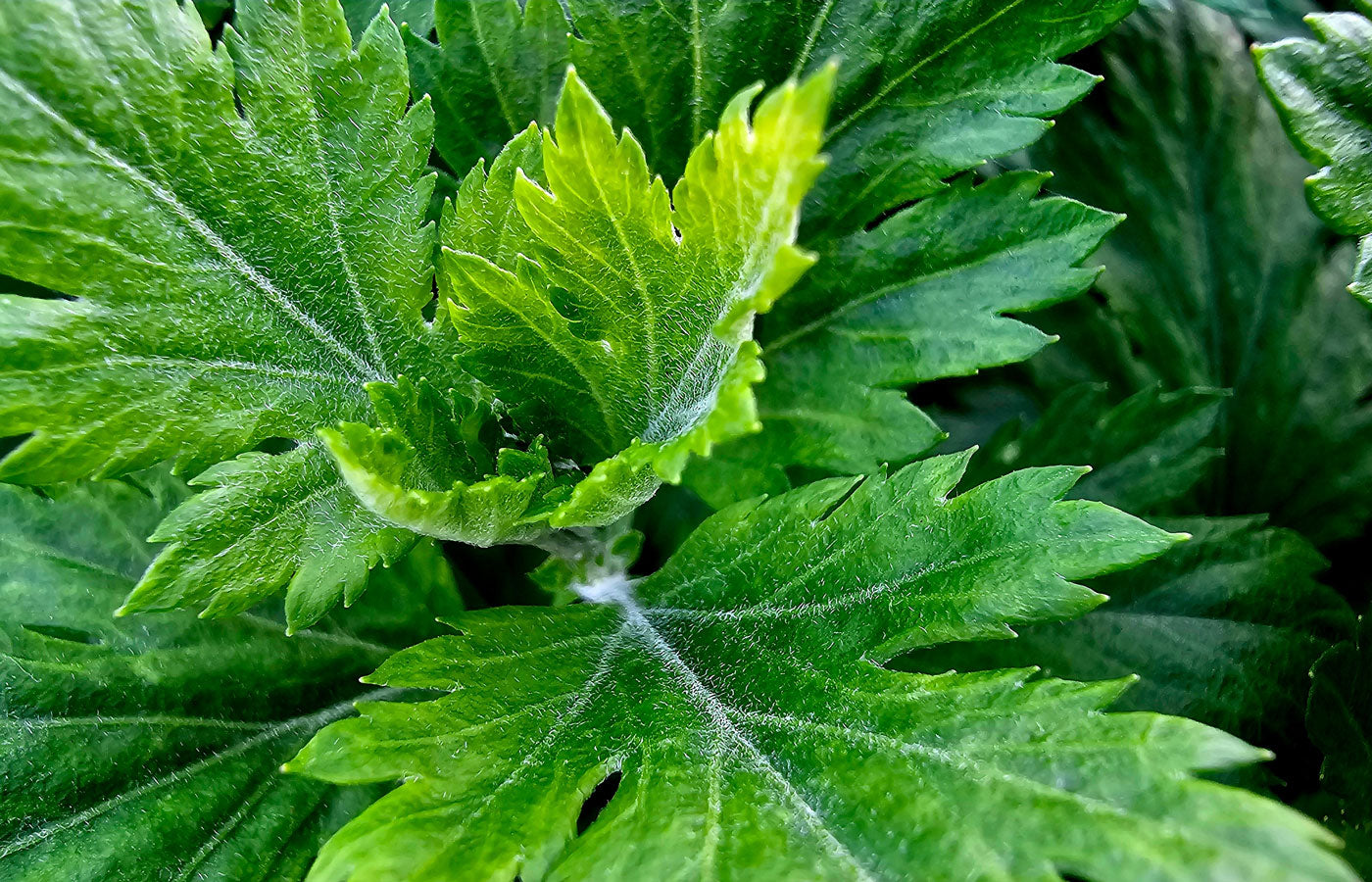 Organic Mugwort Herb