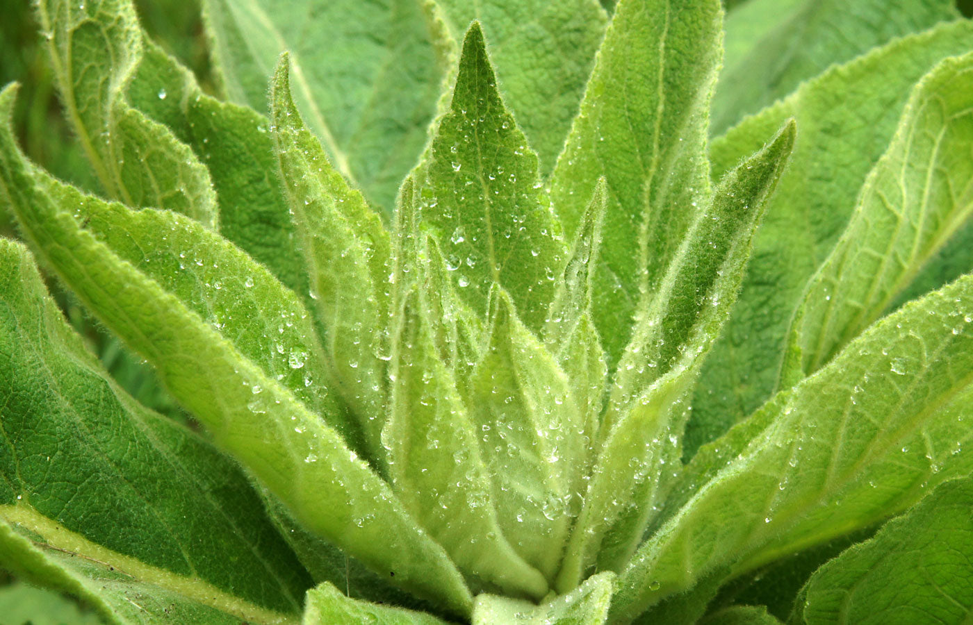 Organic Mullein Leaf