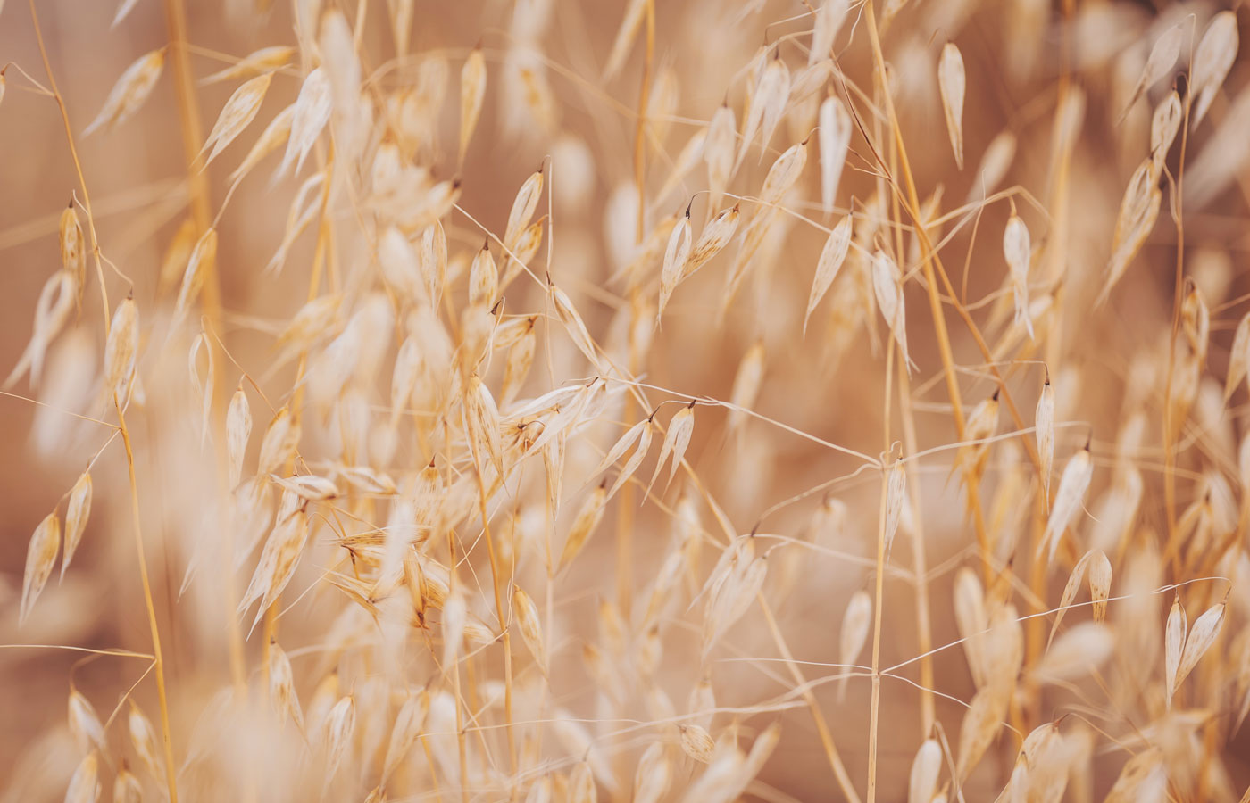 Organic Oat Straw