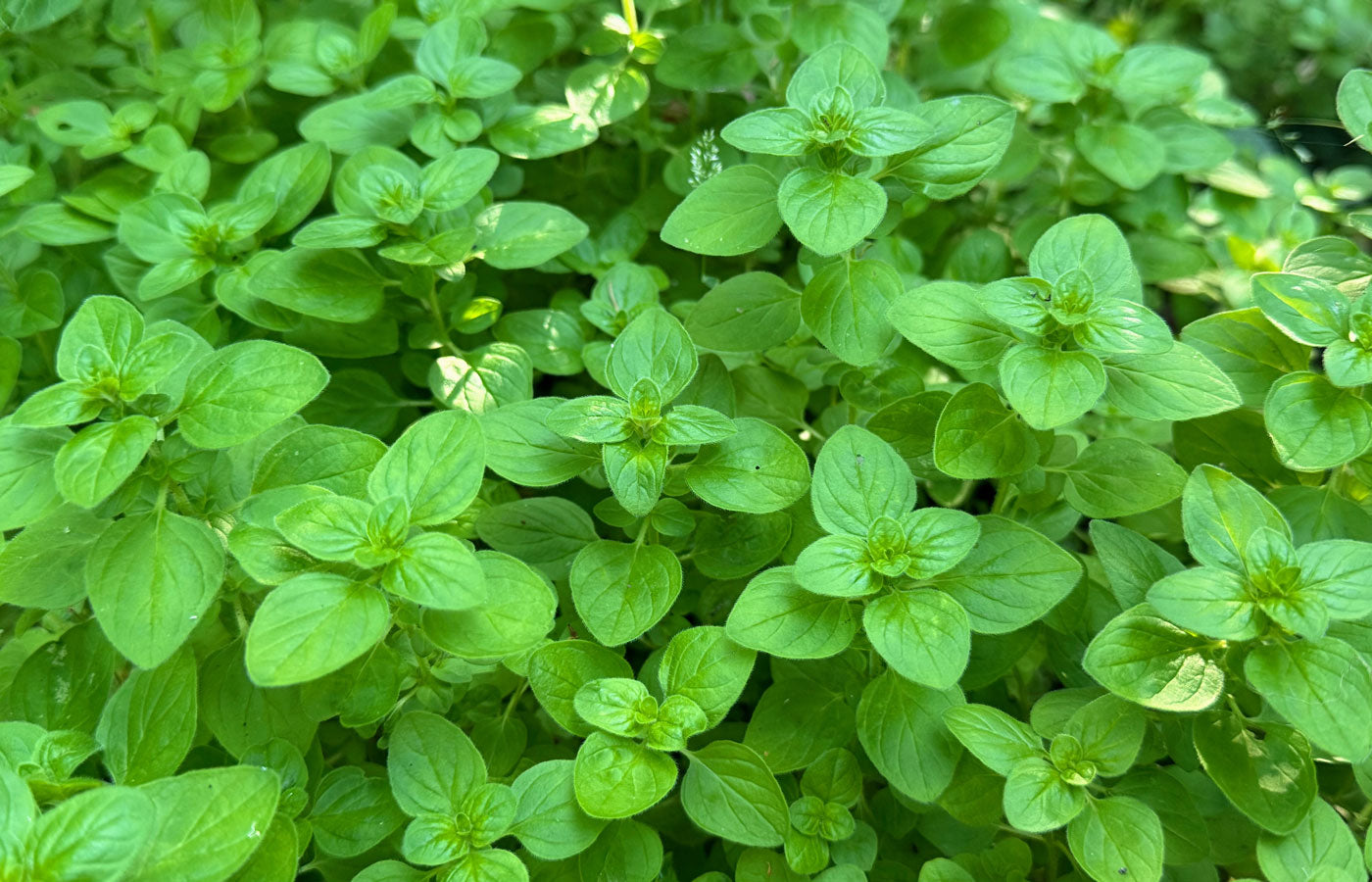 Organic Oregano Leaf