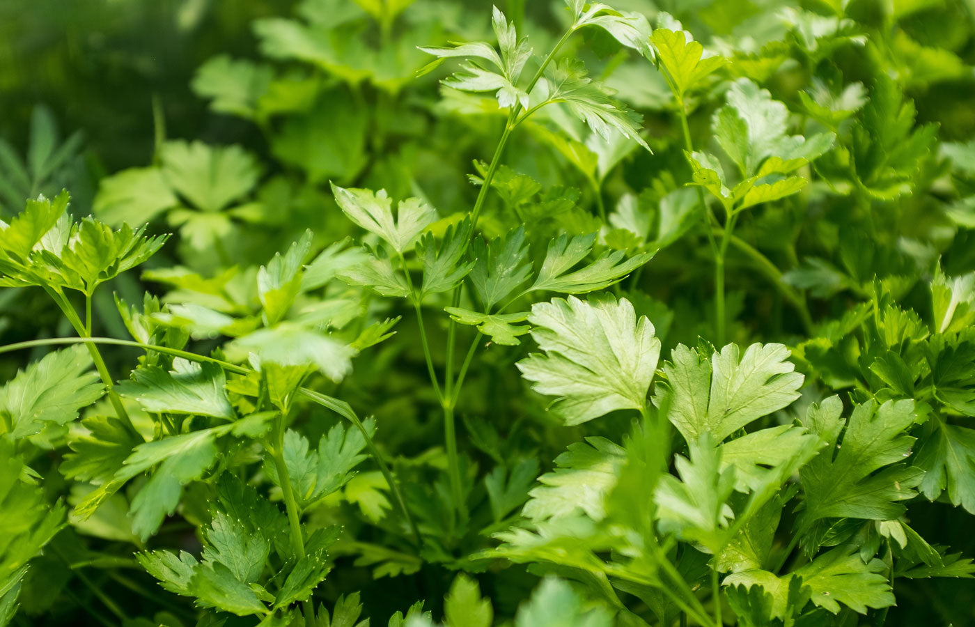Organic Parsley Leaf