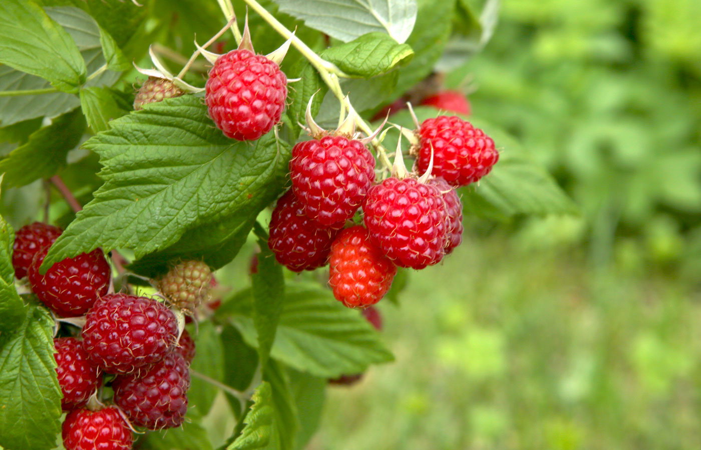 Organic Raspberry Leaf: Benefits, History & Brewing Guide