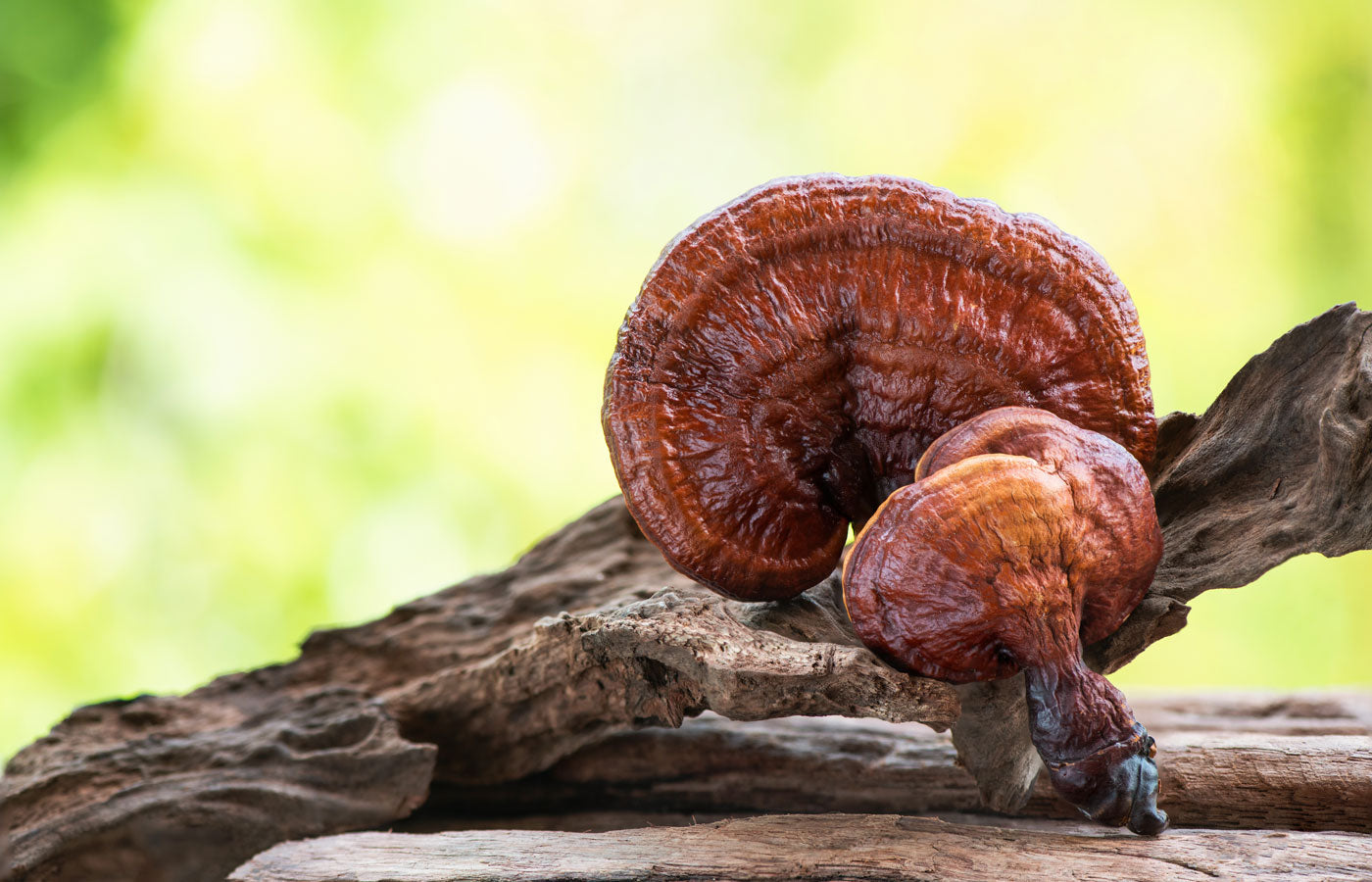 Organic Reishi Mushroom