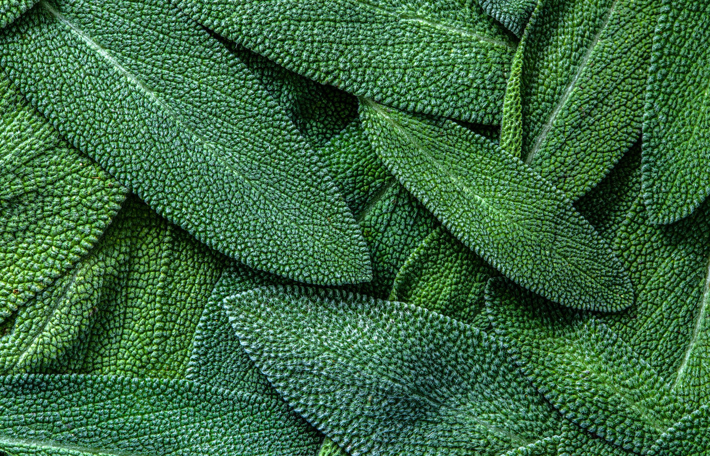 Organic Sage Leaf