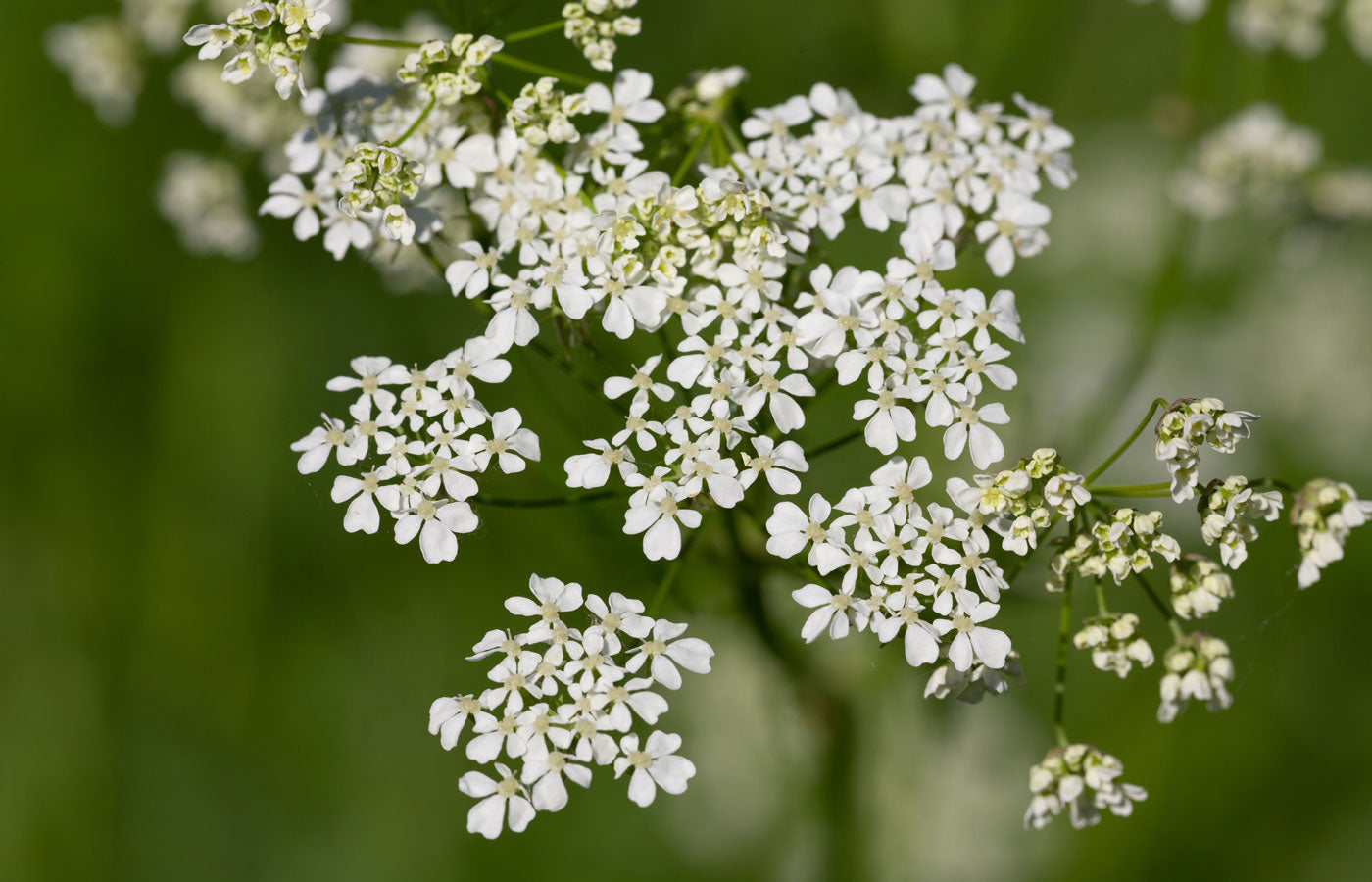 Organic Yarrow