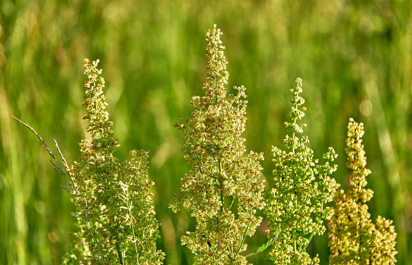 Organic Yellow Dock Root