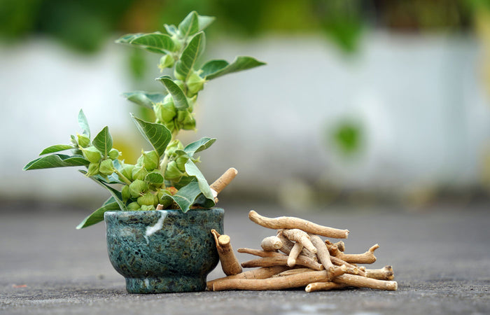 Small potted ashwagandha plant next to a bundle of dried ashwagandha roots on a blurred background