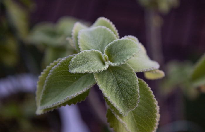 Close-up of a green bilberry leaf plant with a blurred background