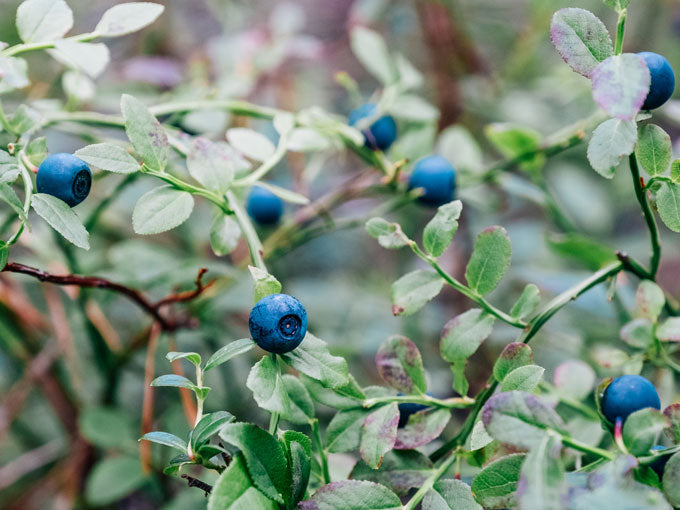 bilberries and leafs on a branch with green leaves