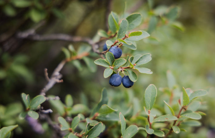 Close-up of blue bilberries on a green bush with a blurred natural background