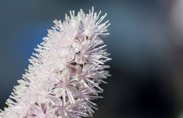Close-up of a white black cohosh flower with a blurred dark background