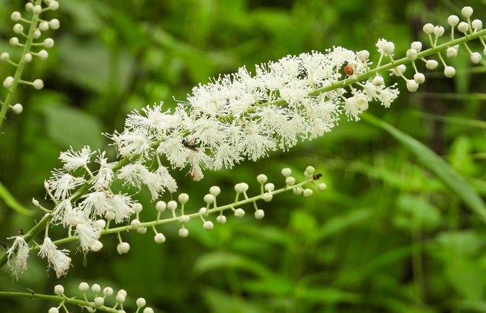 black cohosh flower cluster on a green blurred background