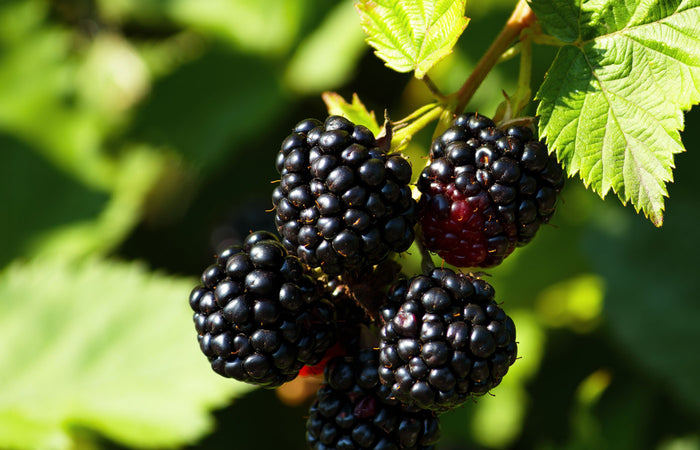 Blackberries on a branch with green leaves