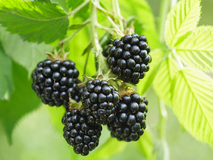 Cluster of blackberries on a branch with green leaves