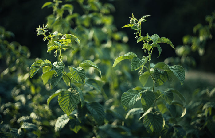 Blackberry plant with leaves in a natural setting