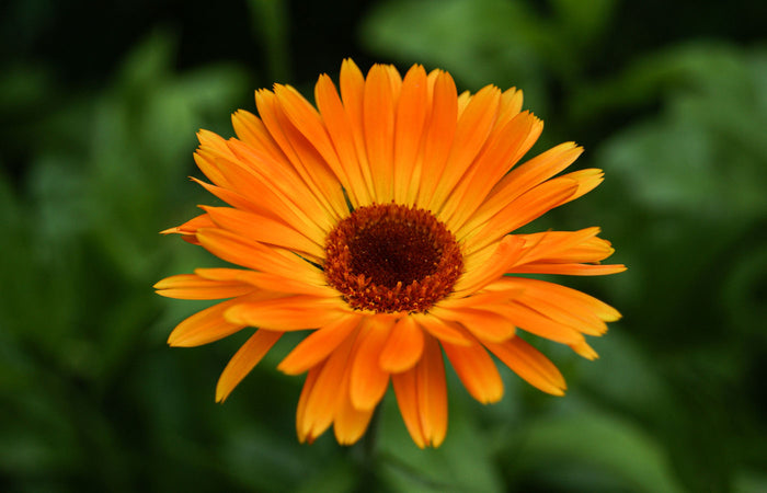 Orange calendula flower with a dark green background