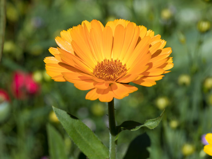 Close-up of an orange calendula flower with a blurred green background