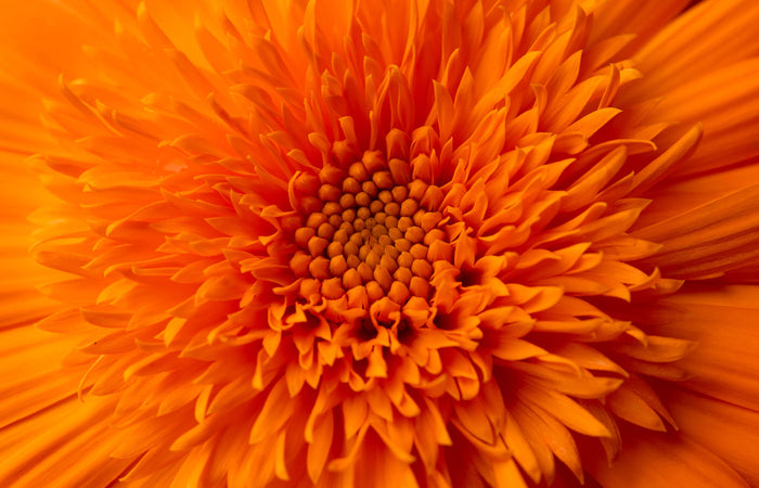 Close-up of an orange calendula flower with a vibrant center