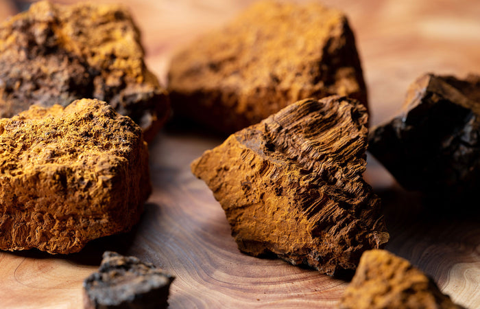 Close-up of chaga mushroom on a wooden surface