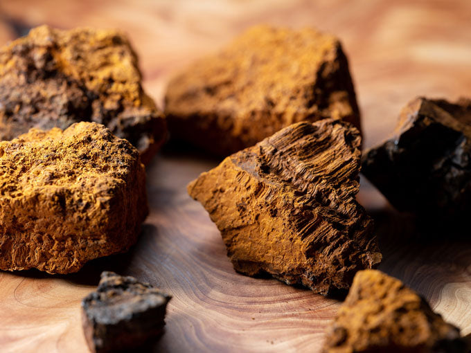 Close-up of chaga mushroom on a wooden surface