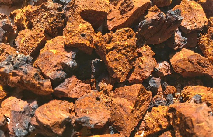 Close-up of chaga mushroom