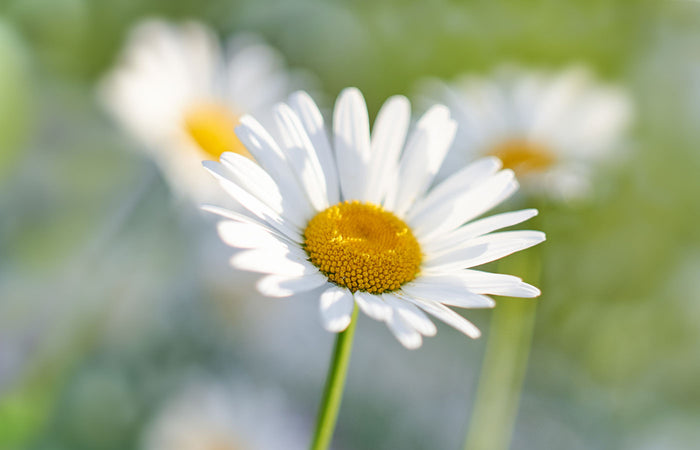 Close-up of a white chamomile flower with a blurred green background