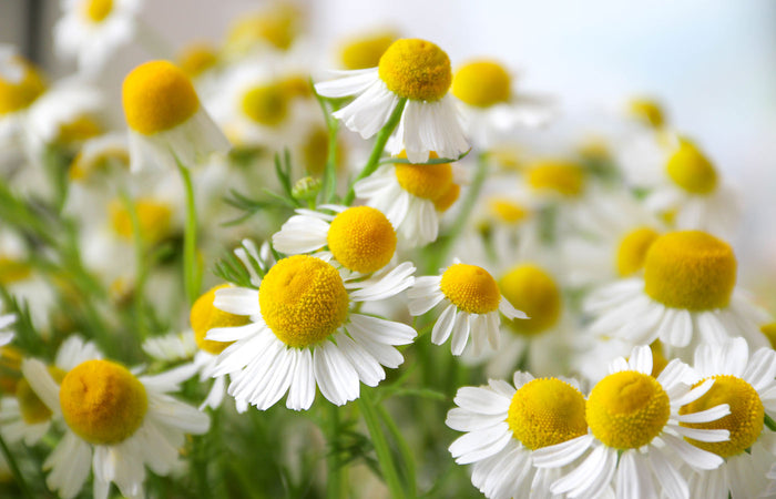 Close-up of white chamomile flowers with yellow centers on a blurred background