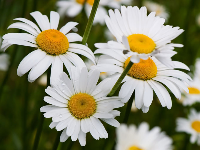 Close-up of white chamomile flowers with yellow centers on a blurred green background