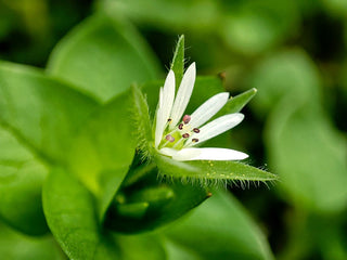 Organic Chickweed Herb