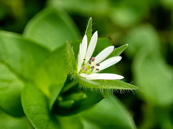 Close-up of a white chickweed flower with green leaves on a blurred green background