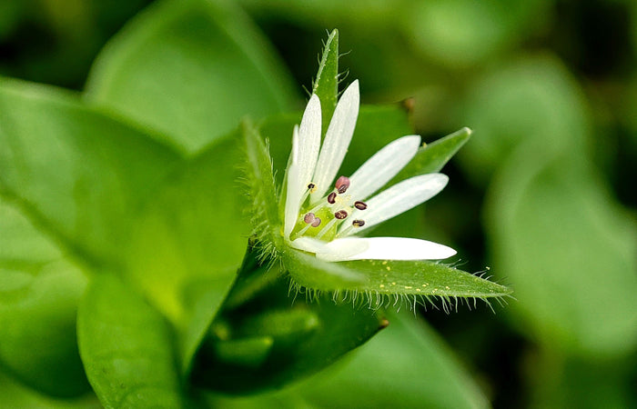 Close-up of a white chickweed  flower with green leaves on a blurred green background
