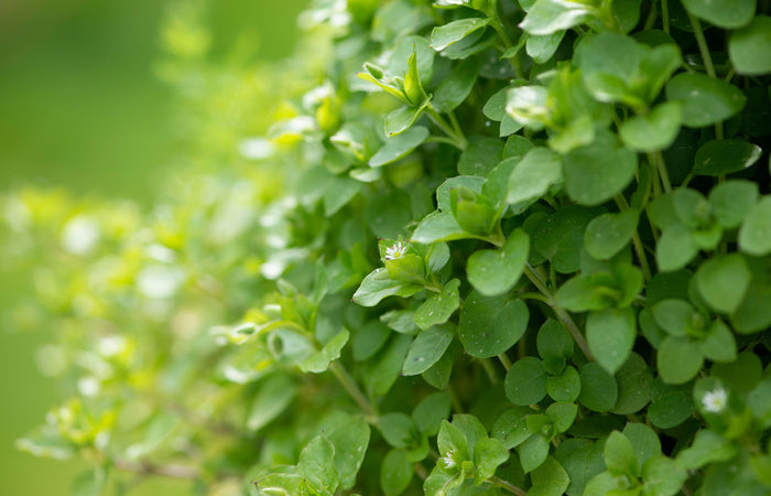 Close-up of green chickweed  leaves with a blurred green background