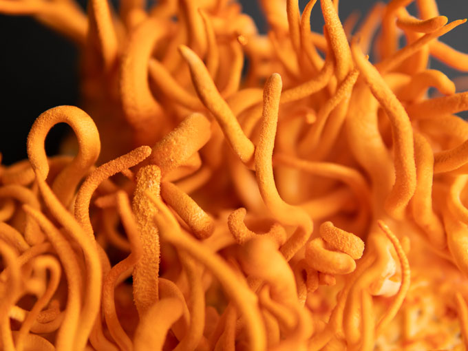 Close-up of orange cordyceps mushrooms with intricate details