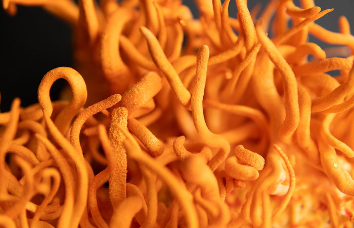 Close-up of cordyceps mushrooms